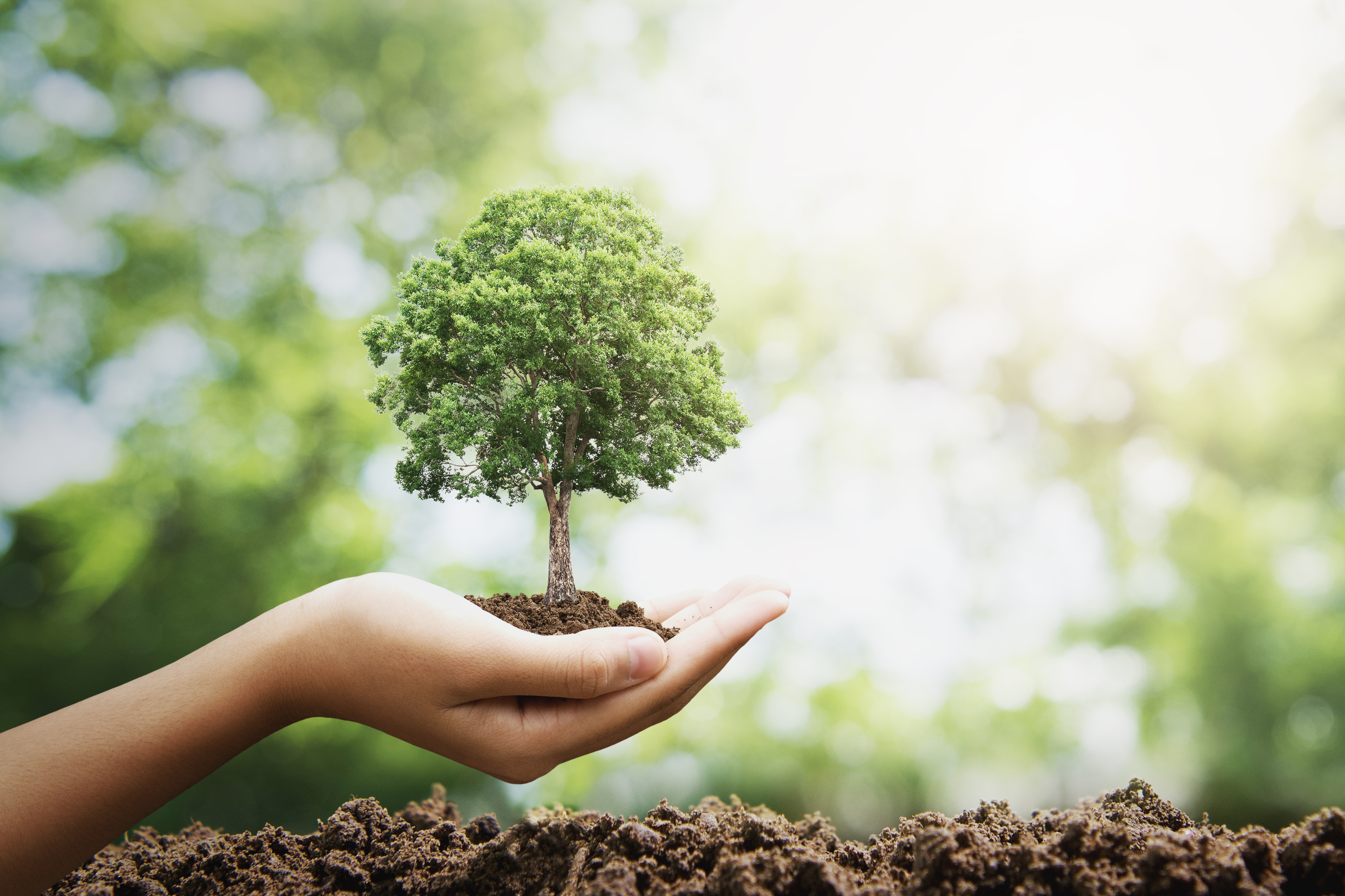 sustentabilidade